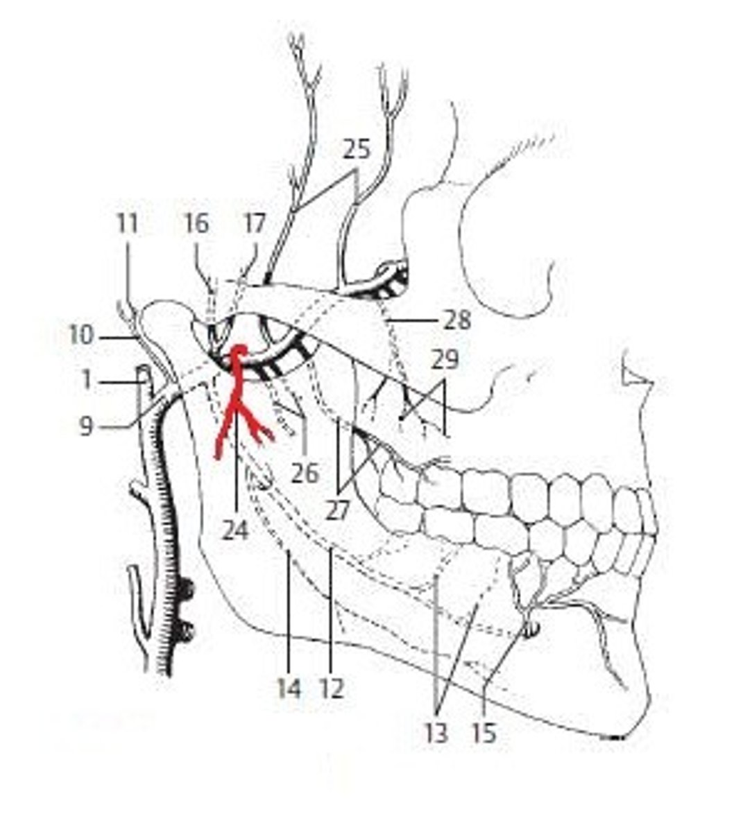 knowt flashcard image