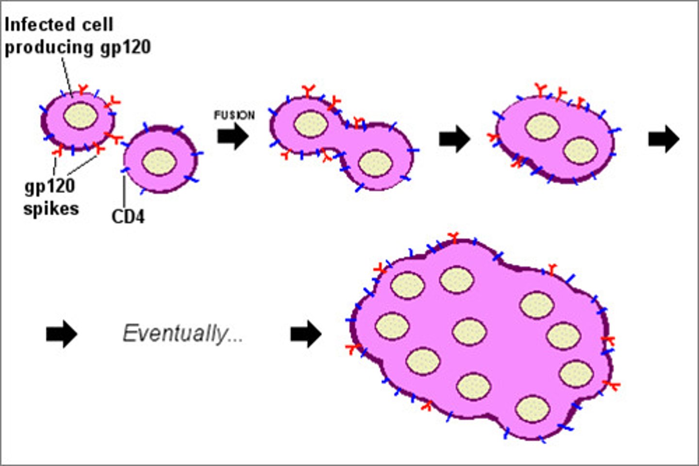 <p>fusing of cells</p>