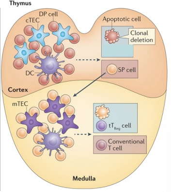 <ul><li><p>because they can recognise MHC → wave 2 of selection for CD4 and CD8 cells</p></li><li><p>this is called negative selection and is important to exclude T cells which have a VERY strong attraction to MHC molecules → which could cause autoimmune disease </p></li><li><p>Surviving SP T cells migrate to medulla</p></li><li><p>SP T cells that bind weakly/moderately to self antigens associated with MHC, <strong><u>survive</u></strong></p></li><li><p>SP T cells that bind strongly to self antigens/MHC undergo<strong><em><u> apoptosis or become Treg cells.</u></em></strong></p></li></ul><p></p>
