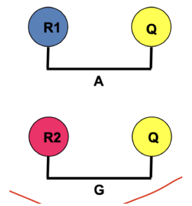 <p>Primerns funktion är att förlänga DNA:t. Proben har en annan funktion:</p><p>→ Det är en nukleotid med en reporter (r) och en quench (Q). </p><p>→ Reporten är märkt med fluoresens (ljus).</p><p>→ De två proberna passar till de två typerna av allelerna. En till vildtypsallelen och en till den muterade.</p>