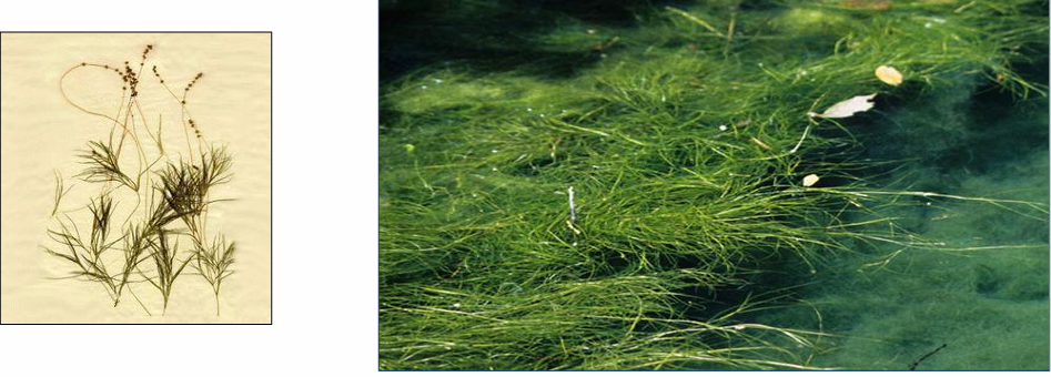 <p><em>Stuckenia pectinata</em> (Potamogetonaceae) →<strong> sago pondweed</strong></p>