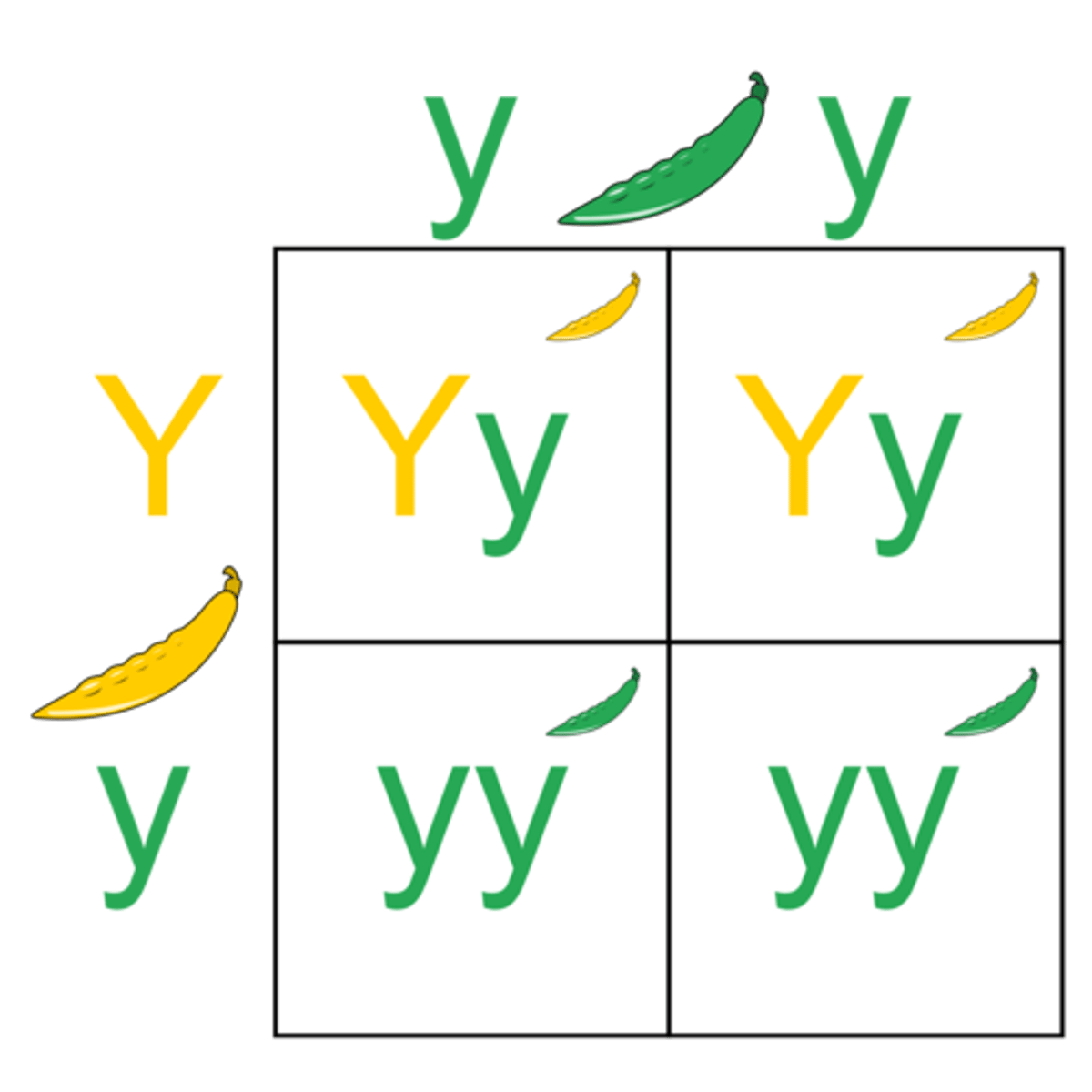 <p>Mating between two individuals, investigating one gene</p>