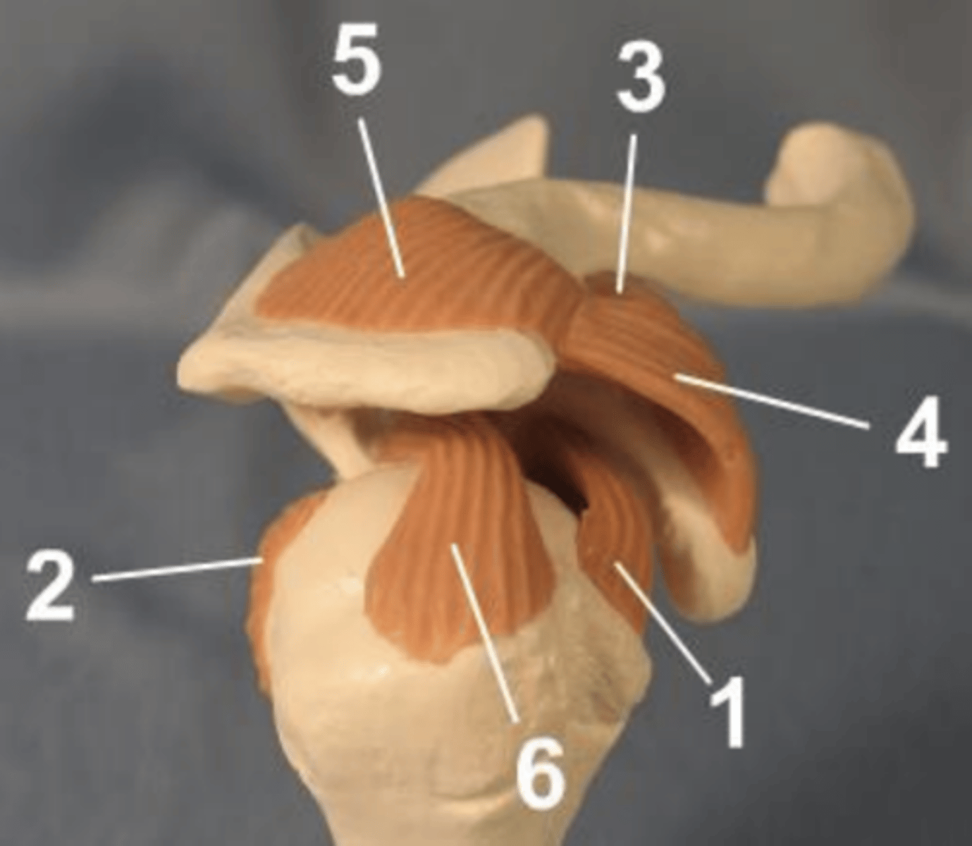 <p>Identify the structure labeled 5</p>