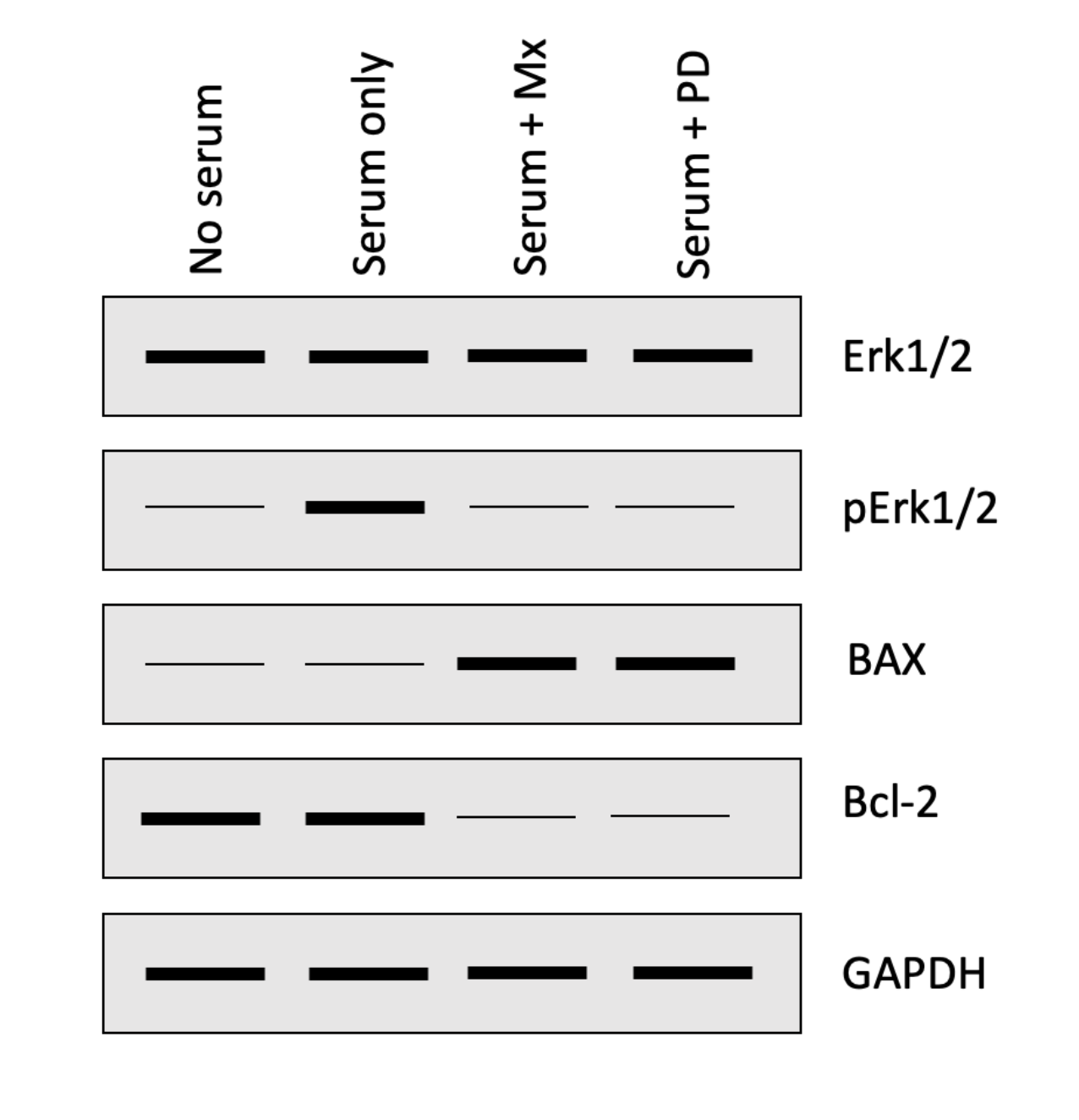 <p>The following four questions refer to the Western blot below that investigated how a chemotherapeutic drug methotrexate (Mx) impacts the activation of the ERK1/2 and apoptosis pathways in HeLa cells (malignant cervical cancer cells).  Cells were either serum starved (no serum) or grown in serum containing media with or without PD184352 (PD; ERK1/2 inhibitor) or Mx.</p><p></p><p>Based on what we saw in class, if you had run a western blot to detect <strong>Cyclin D1</strong>, in which of the lanes would you have expected to see a thick/intense band?  One or more may be correct, so select all that apply:</p><ol><li><p>Choice 1 of 4:No serum</p></li><li><p>Choice 2 of 4:Serum + Mx</p></li><li><p>Choice 3 of 4:Serum + PD</p></li><li><p>Choice 4 of 4:Serum only</p></li></ol>