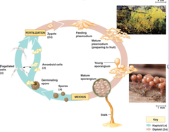 A type of protist that has amoeboid cells, flagellated cells, and an amoeboid plasmodial feeding stage in its life cycle.