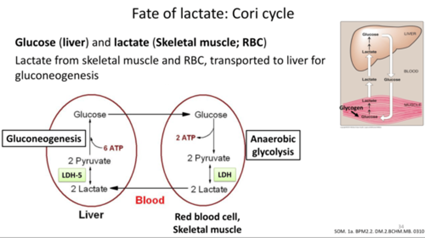 <p>glycogen is a stored form of ____ in the _____ (<-- organ)</p>