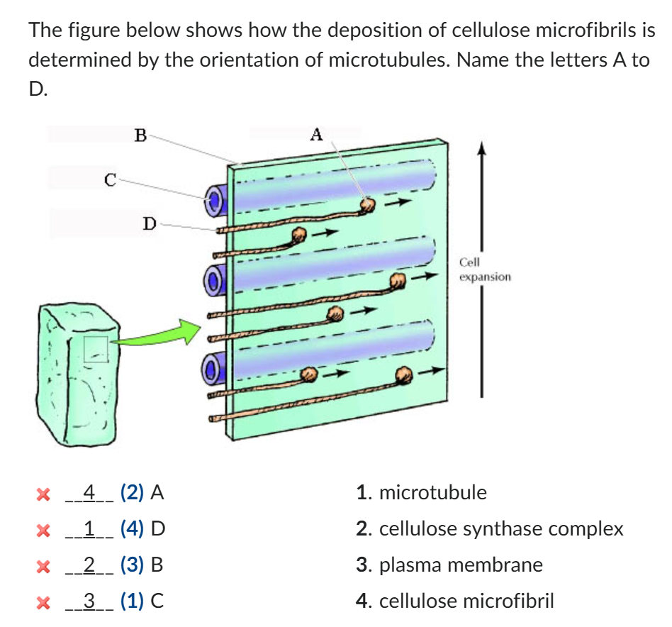 <p>Microtubule orientation dictates the alignment of cellulose microfibrils, which determines the direction of cell wall growth.</p>