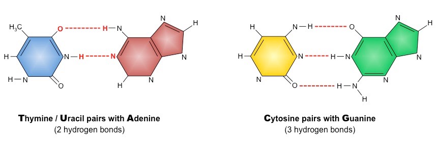 <p>adenine bonds with thymine (apples, trees) - 2 H bonds</p><p>cytosine bonds to guanine (cars, garages) - 3 H bonds</p><p>the hydrogens produced will bonded to each other to form DNA’s double helix/spiral structure (just like secondary protein)</p>