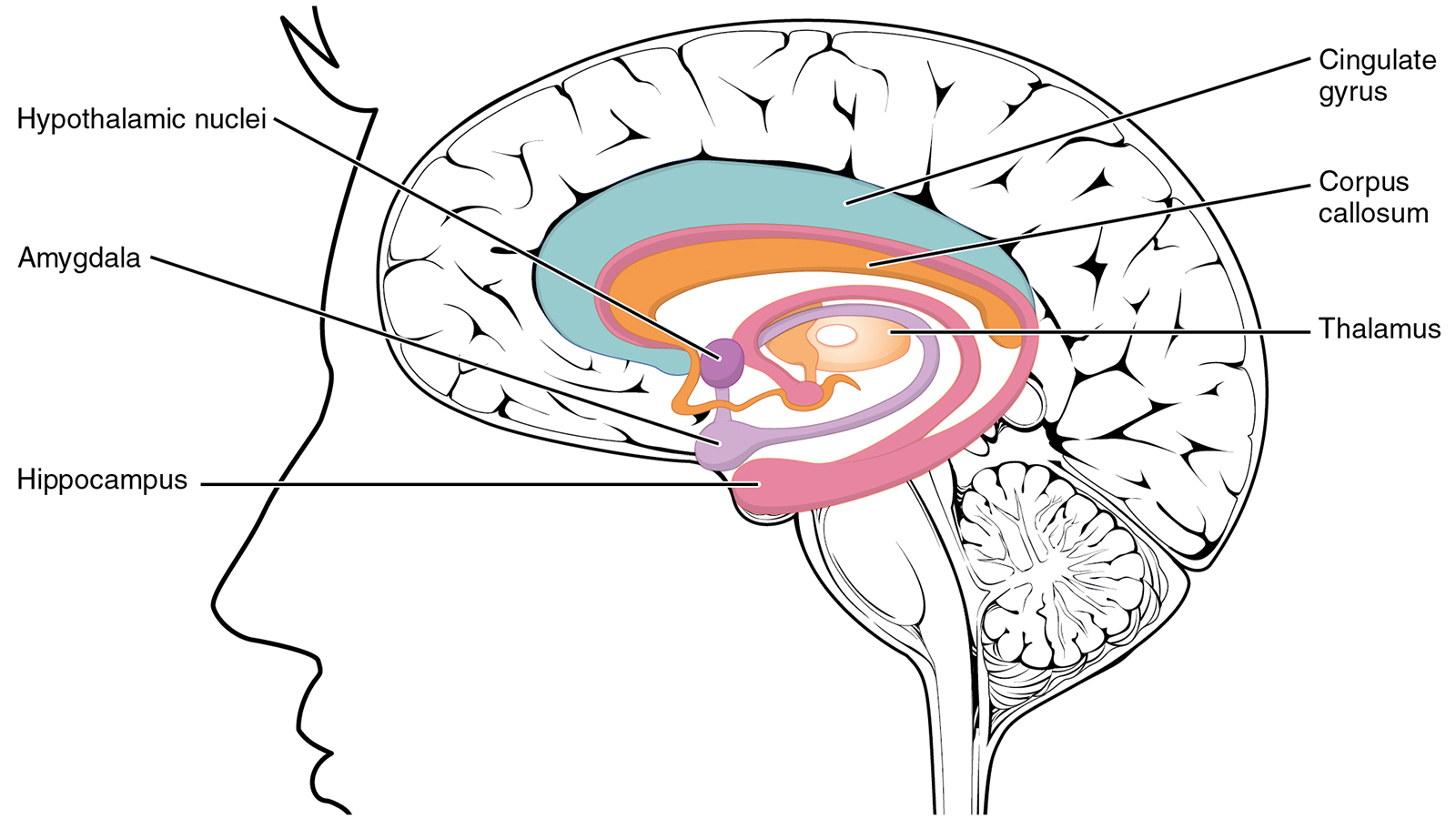 <p>hippocampus</p>