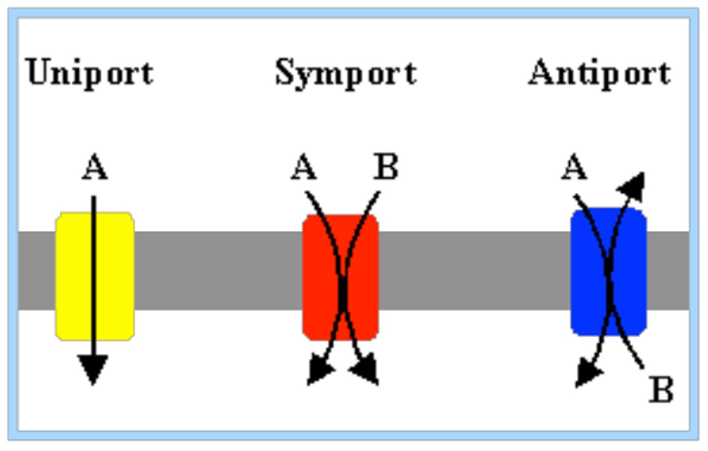 <p>Transports two solutes at a time in the opposite direction. Example: Na+ and K+ ATPase. 2K+ in 3Na+ out. requires energy. <br>Requires input of energy Uses energy from ATP.</p>