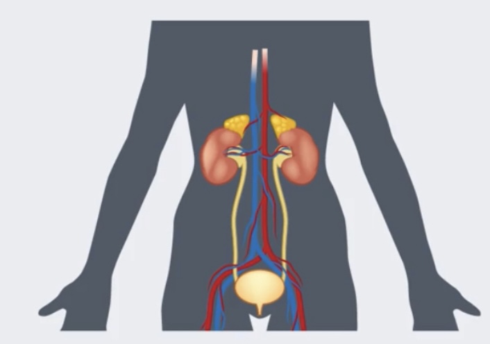 <p>What is an Organ system?</p>