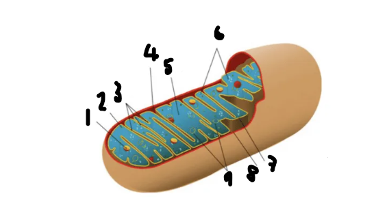 <p>Label this diagram</p>