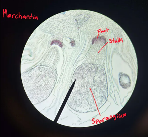 <p>Is the sporangium part of the gametophyte or sporophyte generation?</p>