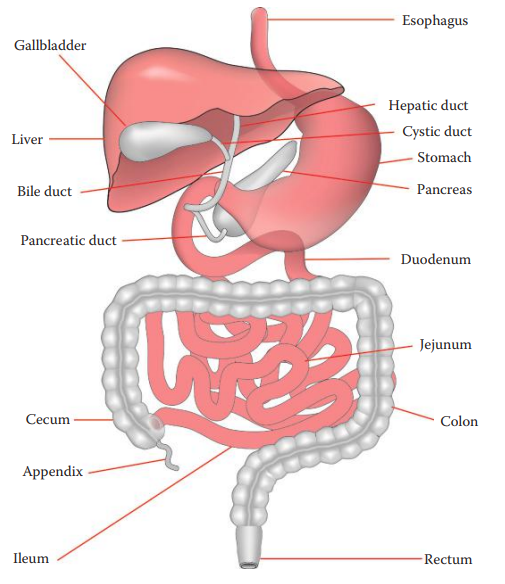 Diagram of the human digestive system.