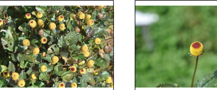 <p>Spilanthes oleraceae </p>