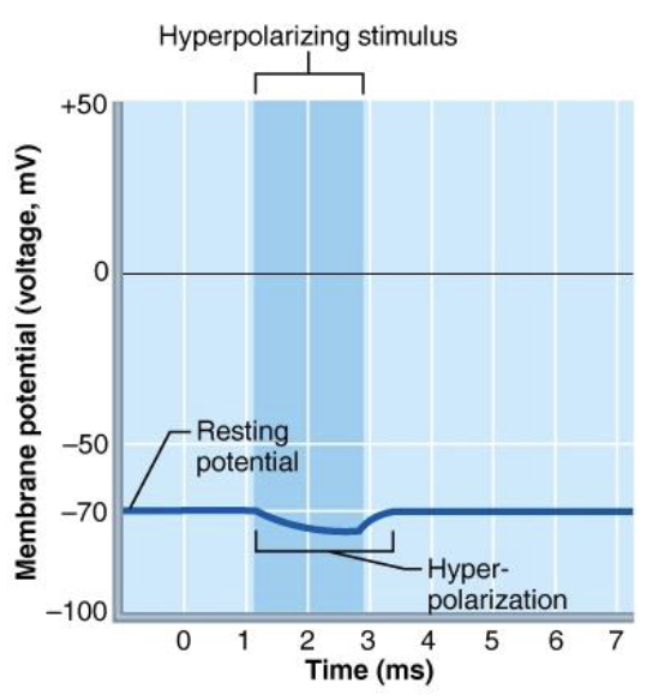 <p><span>Inside becomes more negative</span></p><p><span>→ K+ leaving the neuron</span></p><p><span> </span></p>