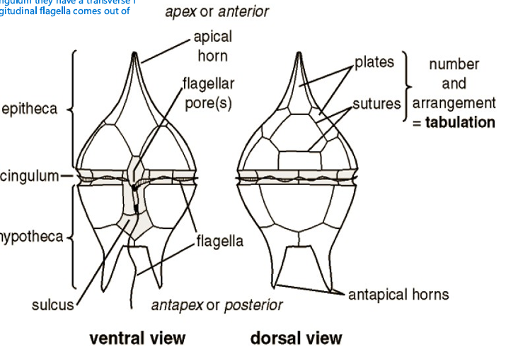 <p>in their cingulum they have a transverse flagella and a longitudinal flagella comes out of posterior</p>