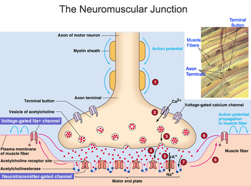 An action potential from a motor neuron triggers the release of acetylcholine into the motor end plate
Acetylcholine initiates depolarisation within the sarcolemma, which is spread through the muscle fibre via T tubules
Depolarisation causes the sarcoplasmic reticulum to release stores of calcium ions (Ca2+)
Calcium ions play a pivotal role in initiating muscular contractions