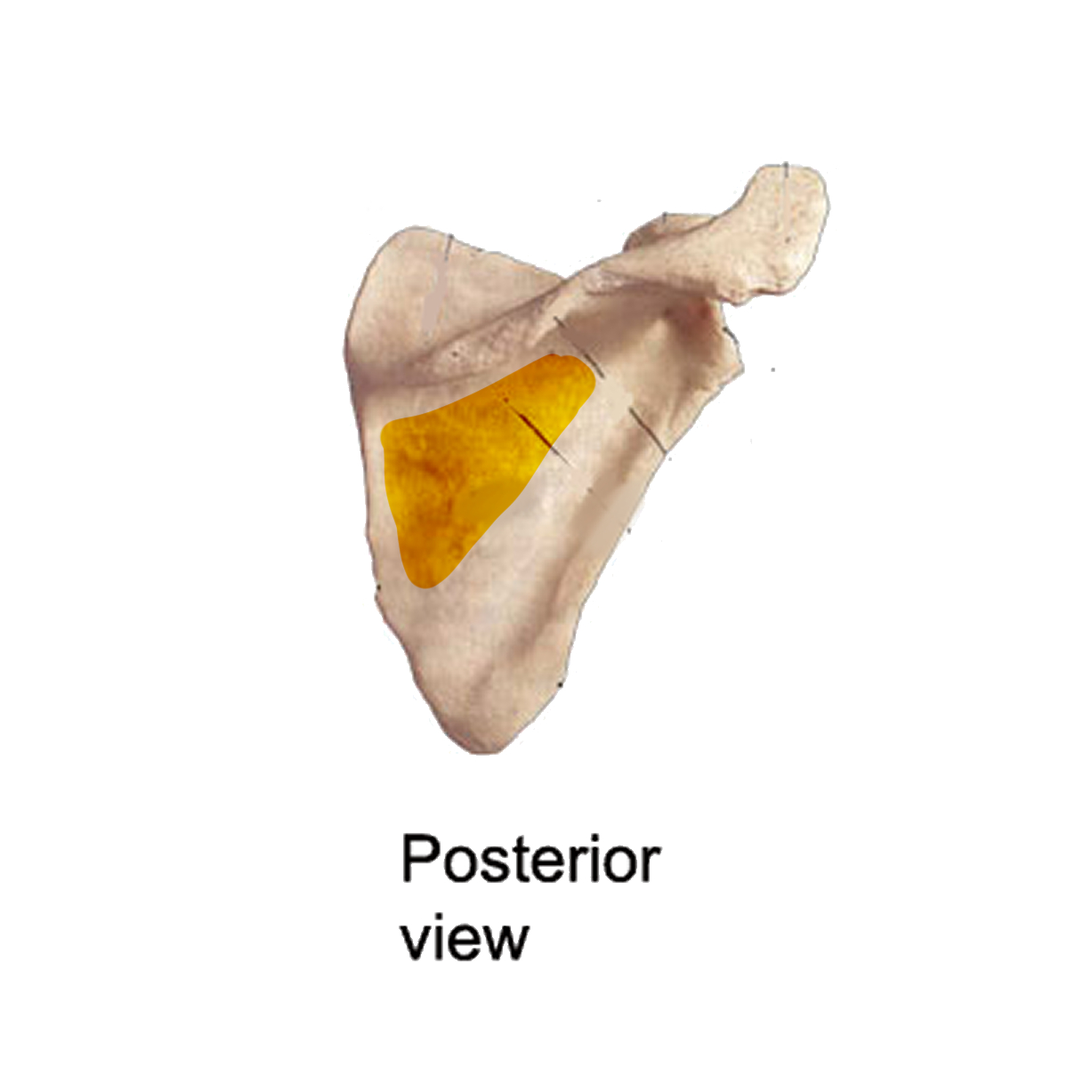 <p>Name the highlighted portion of the scapula</p>