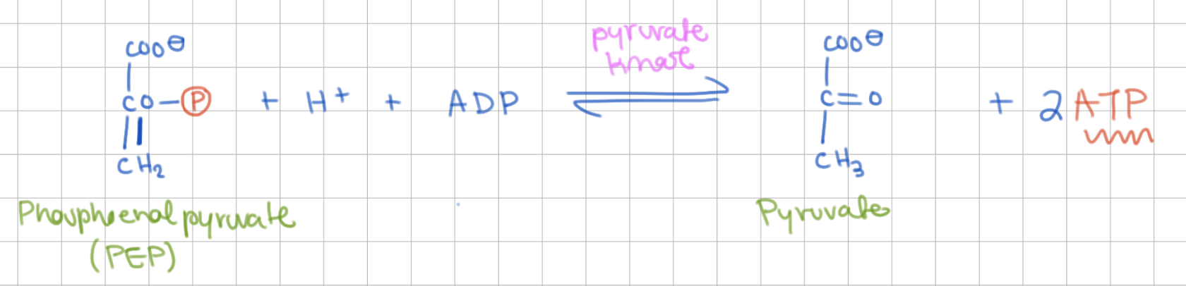 <p>ATP Formation</p><p>PEP → Pyruvate</p><p>Enzyme = Pyruvate Kinase</p><p>+2 ATP</p><p></p><p>very spontaneous reaction (- large ΔG)</p>