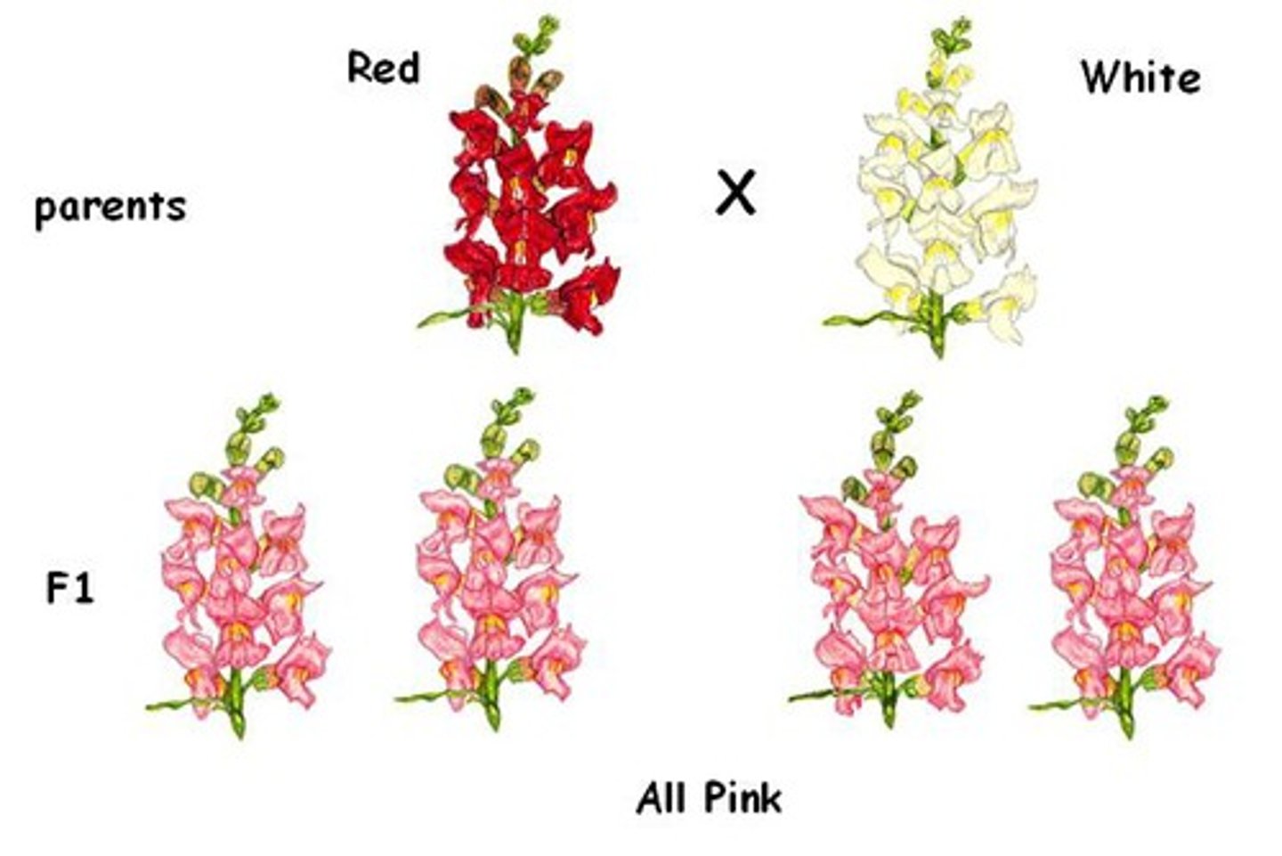 <p>Situation in which one allele is not completely dominant over another allele</p>