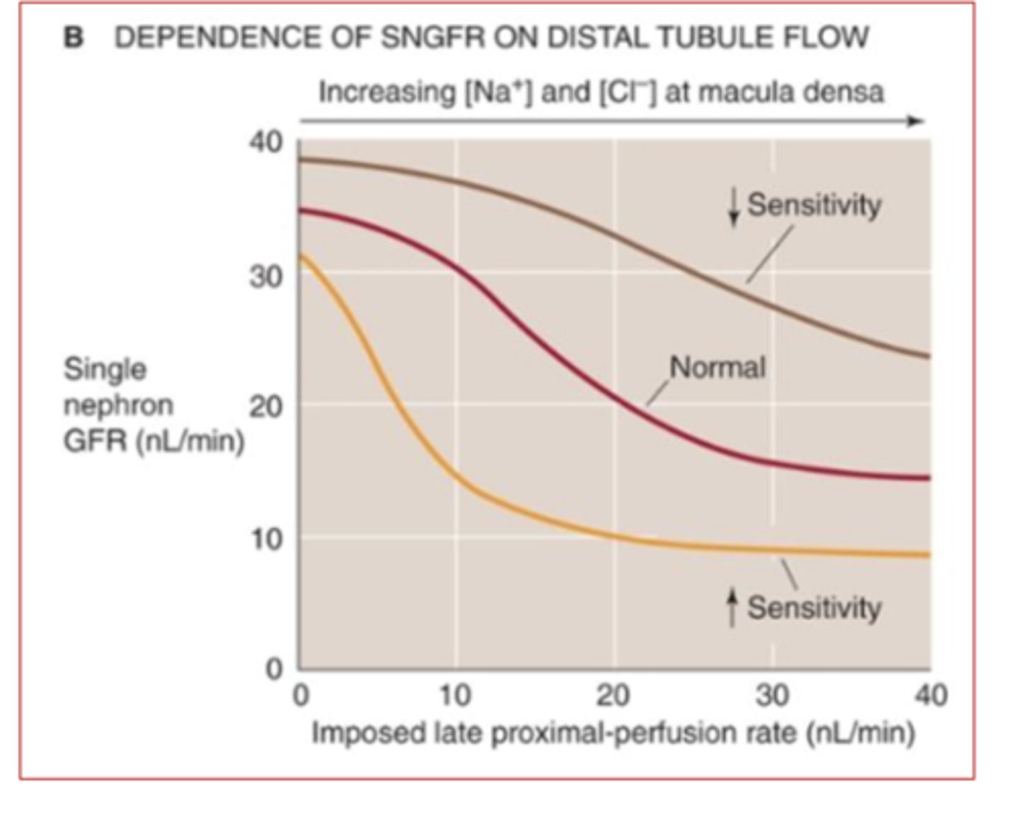 <p>GFR will be increased ==&gt; less sensitive macula densa won't detect high Na+ or Cl- --&gt; won't stimulate vasoconstriction of afferent arteriole --&gt; GFR will be abnormally increased</p>