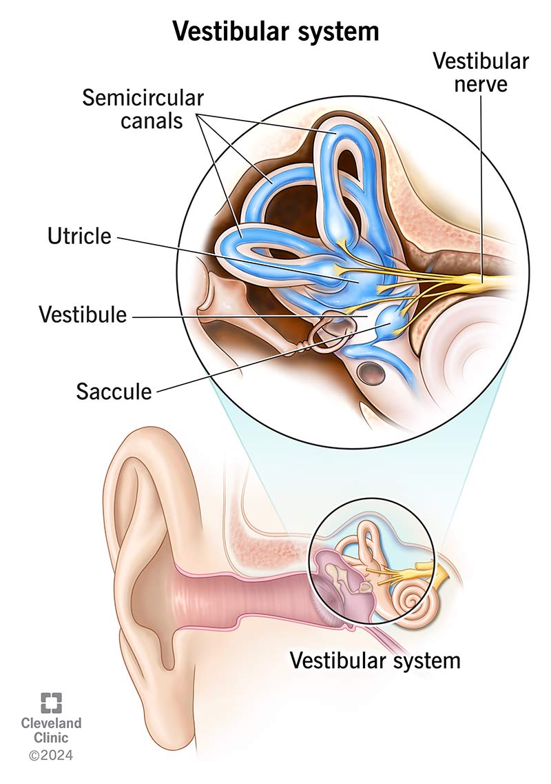 <p>Semicircular canals</p>
