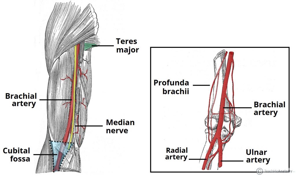 <p>a major blood vessel located in the upper arm; continuation of the axillary artery and supplies blood to the muscles, skin and other tissues of the arm, originates at the lower border of the teres major muscle and runs on the anterior surface of the arm, medial to the biceps brachia muscle and terminates at the cubital fossa</p>