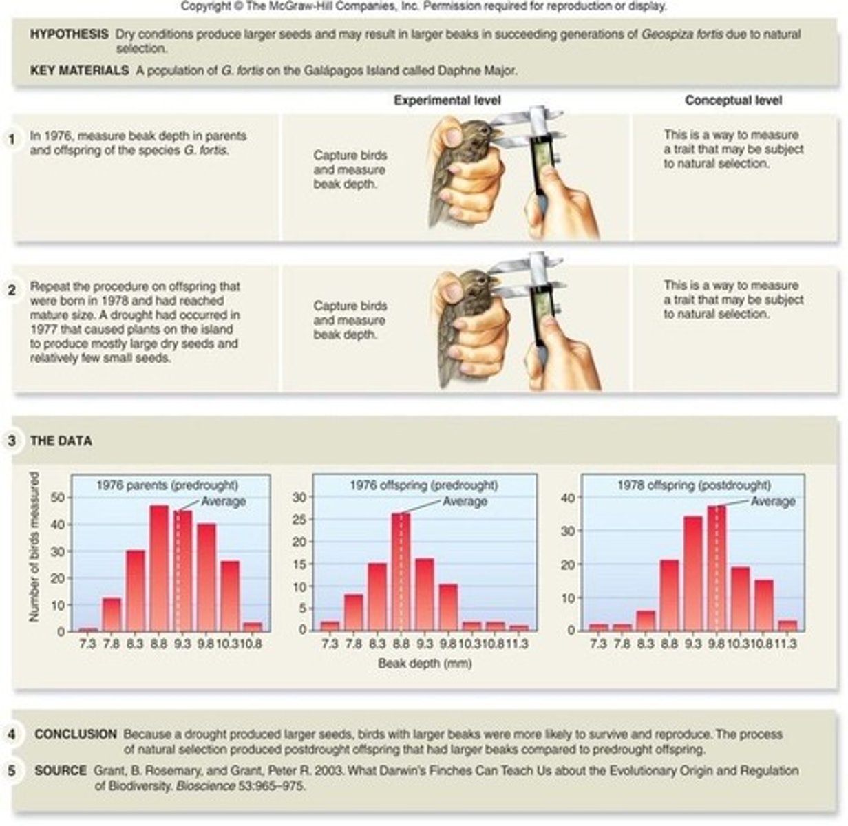 <p>They provide a clear example of how environmental changes can lead to variations in traits, such as beak depth, among populations.</p>