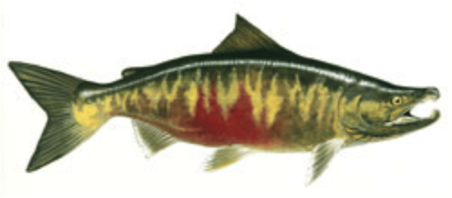 <p>Chum salmon</p><p>-No spotting</p><p>-short gill rakers</p><p>-white bars in females</p>