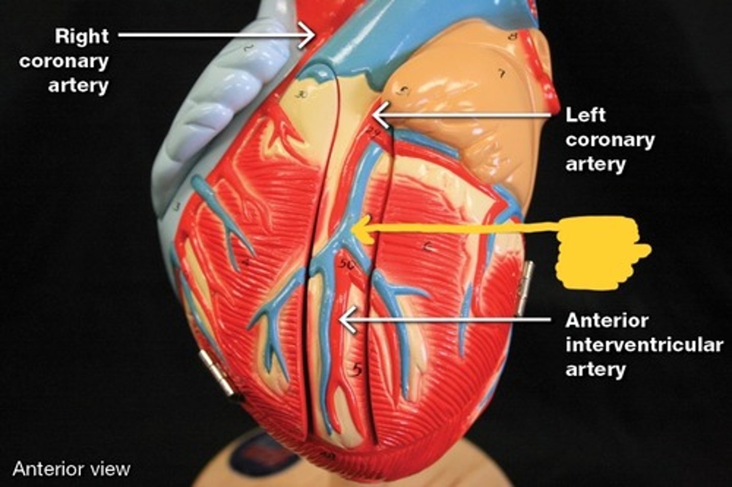 <p>Cardiac veins,</p>