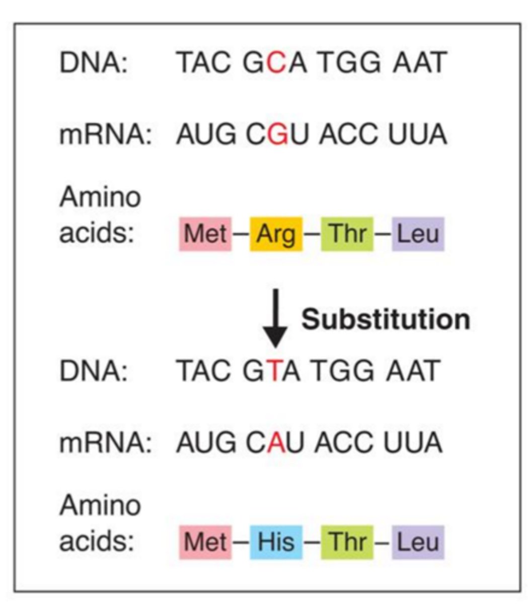 <p>A gene mutation that occurs when a single nucleotide is substituted for another; typically results in the the change to just one amino acid</p>