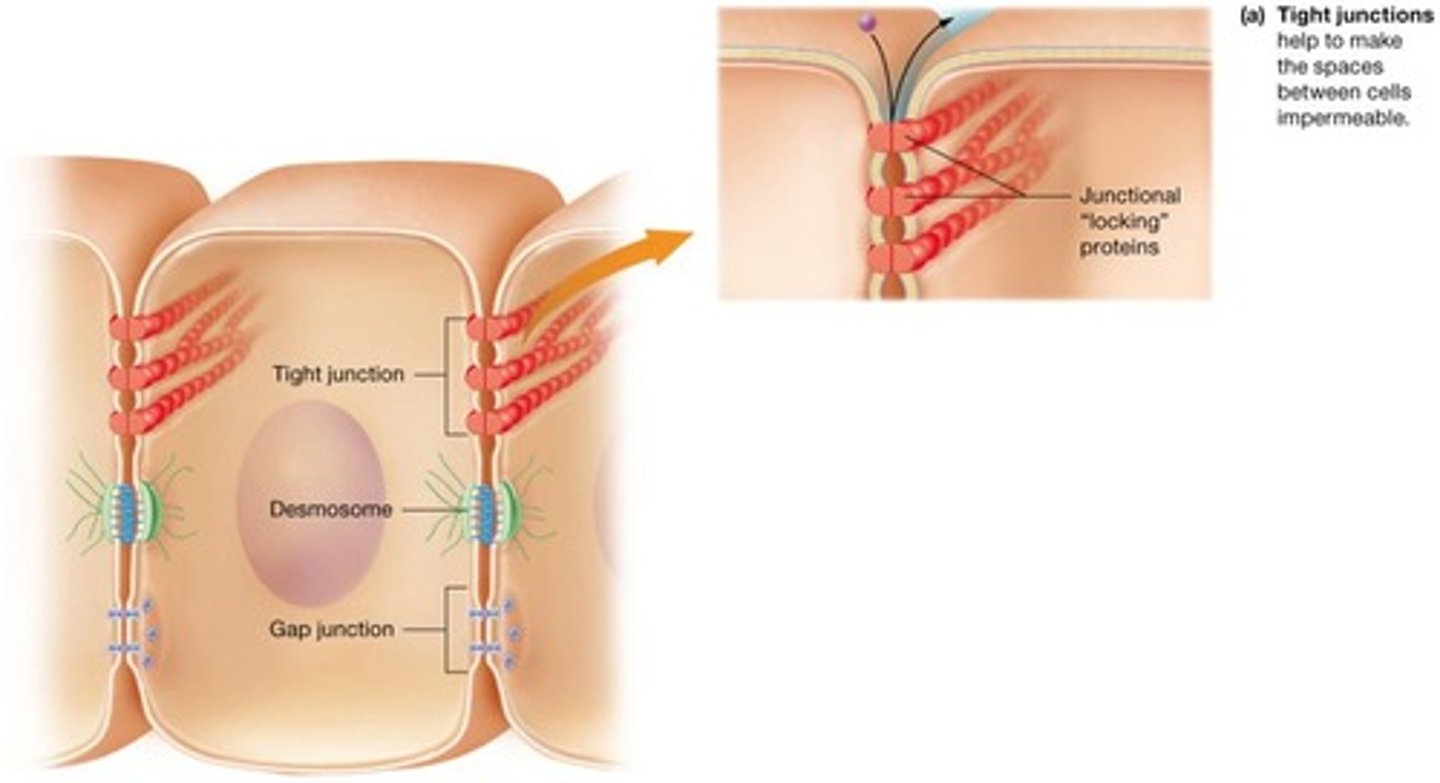 <p>One of the three major types of cell junctions.</p>