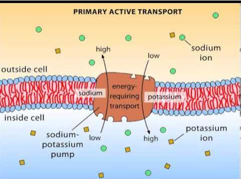 <ul><li><p>S<strong>odium-potassium pump (Na+/K+ pump)</strong></p></li><li><p>Transports sodium ions (Na+) out of the cell and potassium ions (K+) into the cell, both against their concentration gradients.</p></li><li><p>This process is essential for maintaining cell membrane potential and regulating cell volume and ion balance.</p></li></ul><p></p>