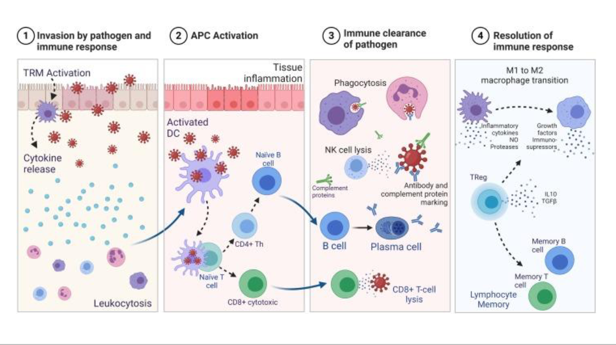 <p>Different stages of infection cell invasion </p>