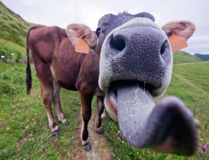 <p><strong>Mouth: Tongue and Teeth </strong></p><p>_______: used for grasping food, mixing, and swallowing. </p>