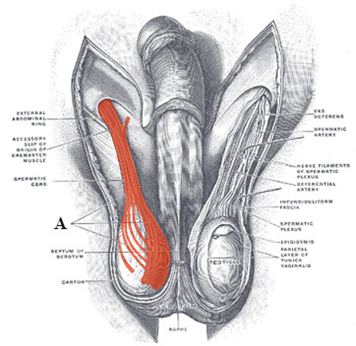 <p>- within cremaster fascia covering the testicles</p><p>- help pull testicles closer to body</p>