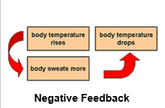 <p>Homeostasis in animals relies largely on negative feedback, which helps to return a variable to a normal range.</p>