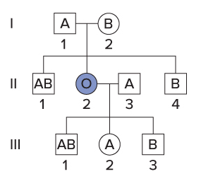 <p><span>In addition to the three common alleles of gene&nbsp;</span><em>I</em><span>, the ABO blood type is controlled by a second gene, gene&nbsp;</span><em>H</em><span>. Individuals with at least one copy of the wild-type&nbsp;</span><em>H</em><span>&nbsp;allele produce substance H, a sugar polymer, on the surface of their red blood cells. Substance H is the precursor molecule to which the A and B polysaccharides are attached by the products of gene&nbsp;</span><em>I</em><span>. Individuals with the genotype&nbsp;</span><em>hh</em><span>&nbsp;do not have Substance H on their red blood cells, and so even if they have an&nbsp;</span><em>I<sup>A</sup></em><span>&nbsp;or&nbsp;</span><em>I<sup>B</sup></em><span>&nbsp;allele, the A and B polysaccharides cannot be attached to the red blood cell surface. Therefore,&nbsp;</span><em>hh</em><span>&nbsp;individuals have blood type O regardless of their gene&nbsp;</span><em>I</em><span>&nbsp;alleles. This phenomenon, called the Bombay phenotype, can result in surprising pedigrees. Examine this pedigree, then classify each statement as true or false.</span></p><p><span>II-2's genotype could be </span><em>hh ii </em><span>or </span><em>hh I<sup>A</sup>i.&nbsp;</em></p>