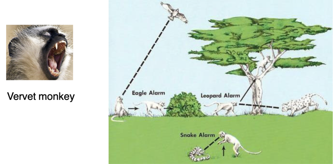 <p>monkeys have different calls for predators → snake alarm is different from eagle alarm</p><ul><li><p>issue: vocalization is limited because they don’t have muscle control and communication is indexical (more instinctive survival instinct)</p><ul><li><p>can only happen in the presence of what is happening</p></li></ul><p class=""></p></li><li><p class="">These vocalizations are <strong>instinctive</strong> and <strong>referential</strong> (they point to specific dangers), but they:</p><ul><li><p class=""><strong>Lack syntax</strong> (no structure or combination rules)</p></li><li><p class="">Are not <strong>generative</strong> (you can’t build new meanings by combining them)</p></li><li><p class="">Do not reflect <strong>intentional communication</strong> like in humans (ex. expressing thoughts or questions)</p></li></ul></li></ul><p></p><p class="">Vervet calls show that animals may <strong>map sounds to meanings</strong>, but <strong>not in a linguistic way</strong>.</p><ul><li><p class="">This supports the idea that <strong>full language</strong> depends on a more complex conceptual-intentional interface <strong>unique to humans</strong></p></li></ul><p></p><p>This slide demonstrates that <strong>some precursors to language</strong> (like sound-meaning associations) exist in other species. However, only humans use a <strong>flexible, abstract, and compositional</strong> system tied to internal thought and intentionality—what we call <strong>language</strong>.</p>
