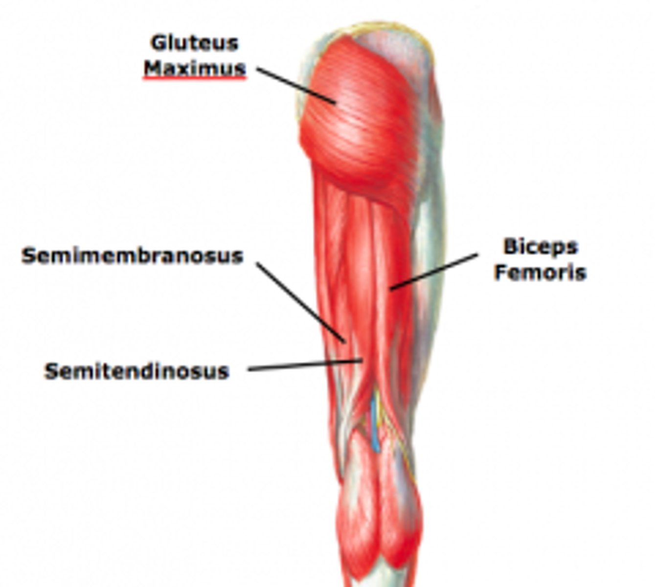 <p>semitendinosus, semimembranosus, gluteus maximus, biceps femoris</p>