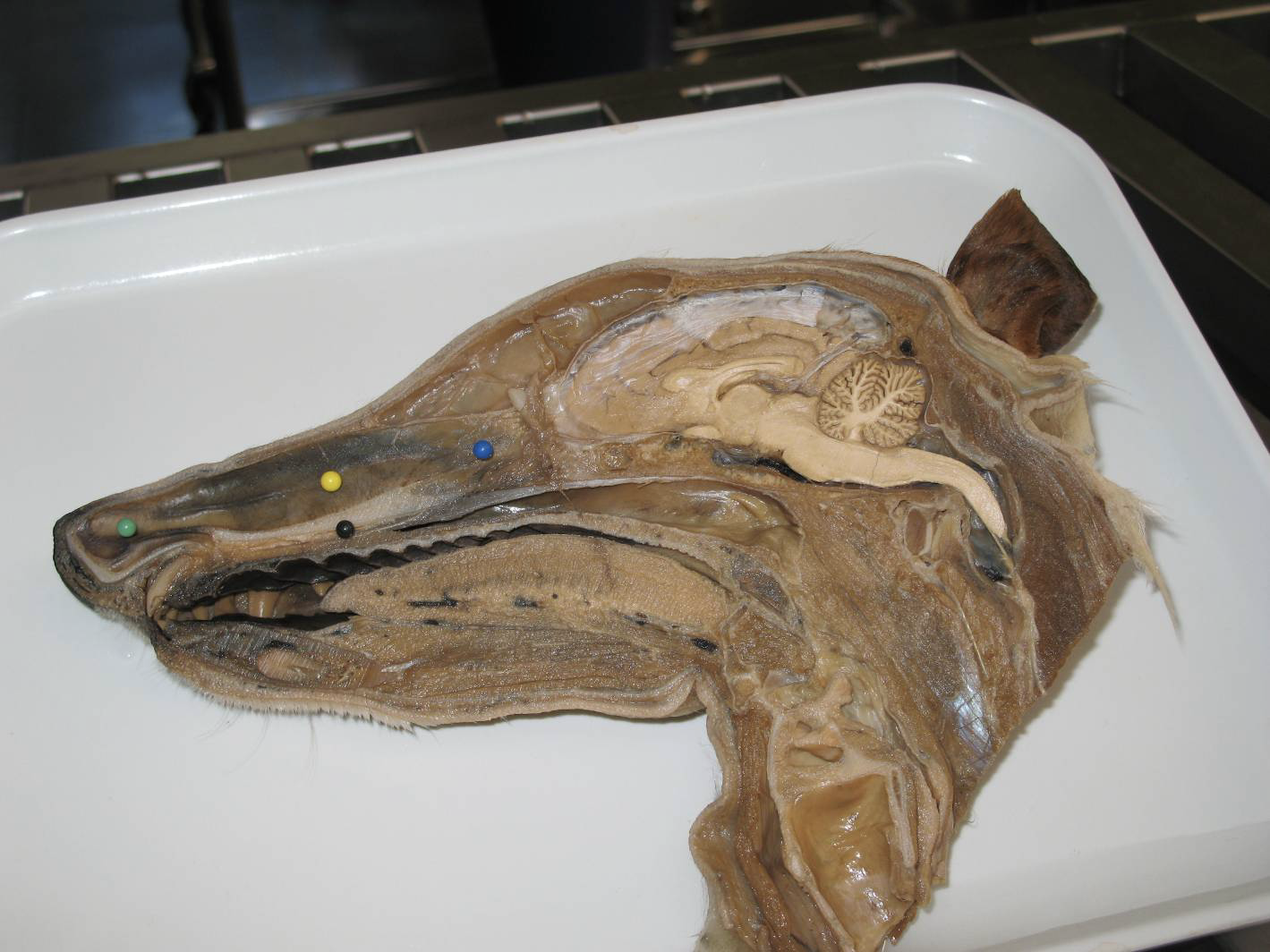 <p>Is <strong>cartilage </strong>rostrally (green), but becomes <strong>bony </strong>as it passes caudally</p><ul><li><p>Attaches to the <strong>ethmoid bone </strong>(blue)</p></li></ul><p></p>