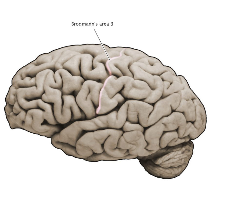 <p>Brodmann's Area 3</p>
