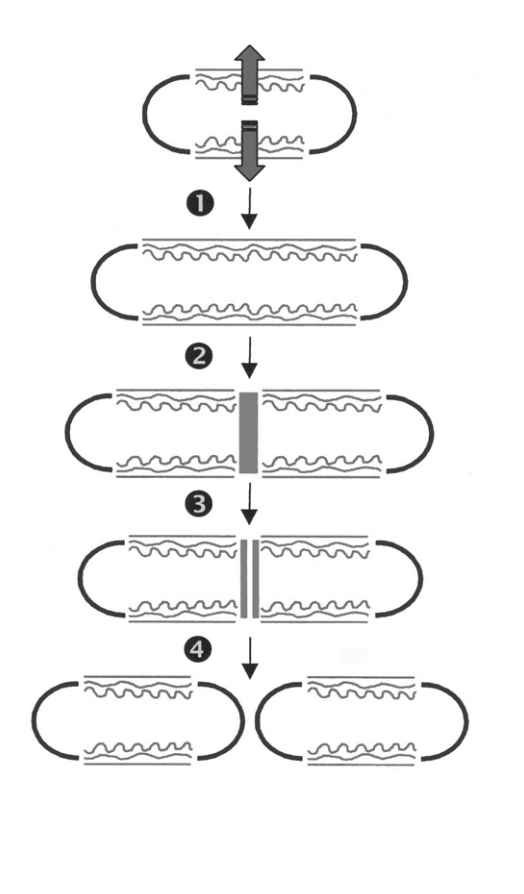 <ol start="3"><li><p>-</p><ul><li><p>Cleavage of the wall before it is fully cross-linked</p></li><li><p>internal osmotic pressure of the cell pushes out the cross wall</p></li><li><p>forms a hemispherical pole</p></li></ul></li></ol><p></p>