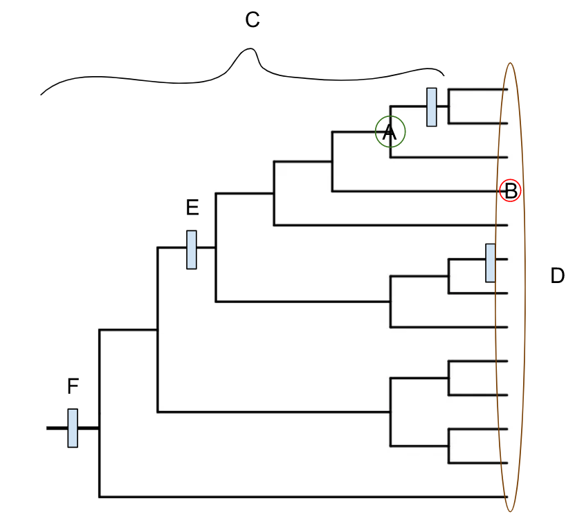 label the following on the tree below