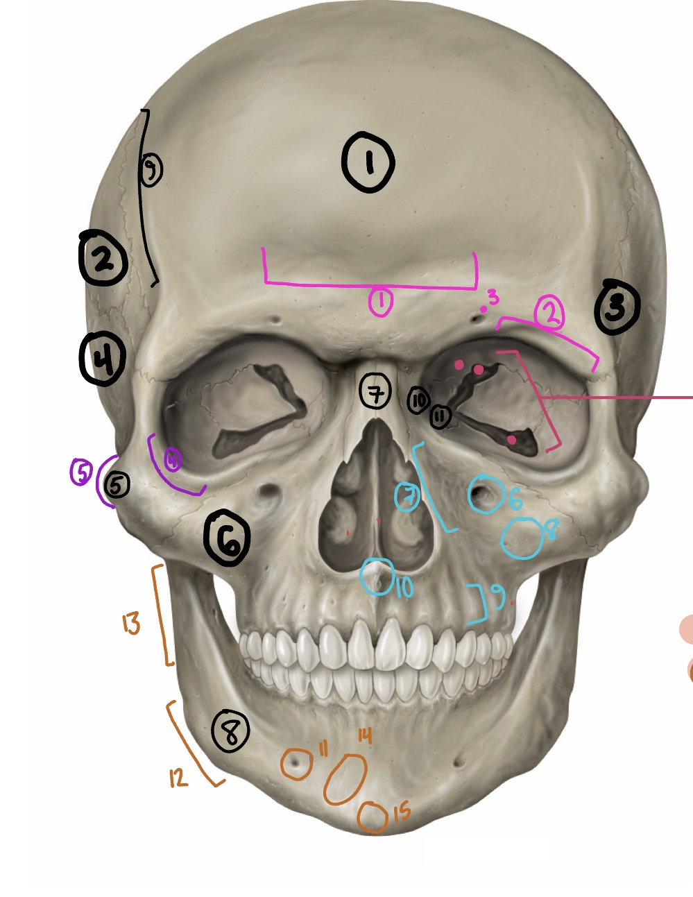 <p>What are the BONES of this diagram/paired or unpaired?</p>