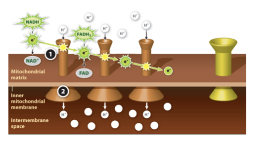 <p>The energy is used to power proton pumps, which pack hydrogen ions from the mitochondrial matrix into the intermembrane space.</p>