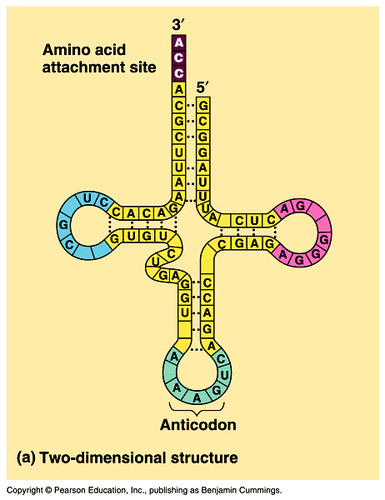 group of three bases on a tRNA molecule that are complementary to an mRNA codon