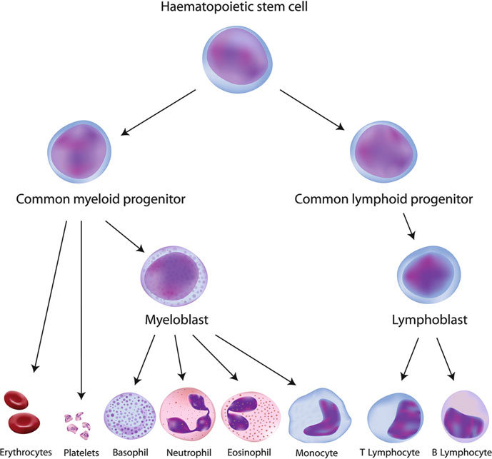 <p>myeloid and lymphoid</p>