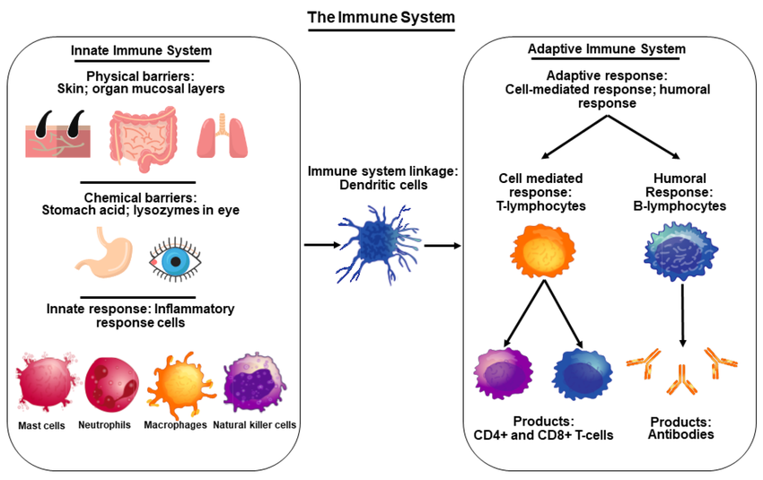 <p>Innate immunity is a rapid, non-specific response to pathogens that we have from birth. Adaptive immunity is a slower, specific response to pathogens that we develop by coming into contact with various pathogens<br><br>Innate Immunity:</p><ul><li><p>Recognizes <strong><mark data-color="#891212" style="background-color: #891212; color: inherit">any foreign cells as “non-self”</mark></strong> based on its <strong><em>antigens</em></strong></p></li><li><p><strong><em>Quickly responds to any bacteria, viruses, fungi, pollen, and dust</em></strong></p></li><li><p>Uses <strong><mark data-color="#8d1313" style="background-color: #8d1313; color: inherit">phagocytes like MACROPHAGES to engulf</mark></strong> and digest invading pathogens</p></li><li><p>Is <strong><mark data-color="#a32121" style="background-color: #a32121; color: inherit">non-specific, and does not adapt</mark></strong> to specific pathogens over time<br></p></li></ul><p>Adaptive Immunity:</p><ul><li><p>Targets <strong><mark data-color="#891212" style="background-color: #891212; color: inherit">specific pathogens</mark></strong> based on its <strong><em>antigens</em></strong></p></li><li><p><strong><em>First exposure triggers a response, <mark data-color="#4e0404" style="background-color: #4e0404; color: inherit">leading to the production of antibodies &amp; memory cells</mark></em></strong></p></li><li><p><strong><em><mark data-color="#4e0404" style="background-color: #4e0404; color: inherit">Future exposure results in a much faster immune response</mark></em></strong></p></li><li><p>Vaccination uses this system by introducing harmless versions of pathogens to <strong>boost immune memory</strong></p></li></ul><p></p>